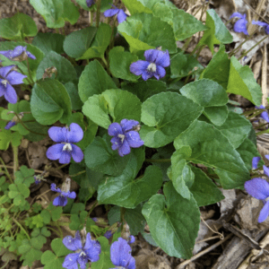 Cluster of small purple wildflowers with green leaves on the forest floor.